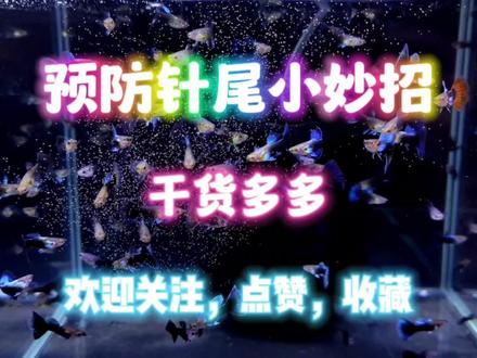预防孔雀鱼苗针尾的小妙招,干货满满,希望对大家能有所帮助! #孔雀鱼 #热带鱼 #精品孔雀鱼