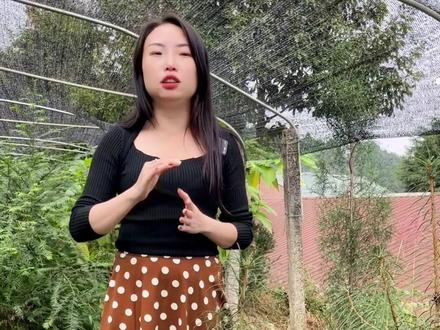 银杉-植物界的活化石,具有很高的研究价值及观赏价值!#银杉 #金牌苗木人 #新农人 #雅安业之欣种植