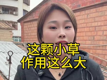 原来这颗小草作用这么大#生活小妙招 #车前草 #车前草煮鸡蛋