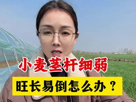 小麦茎杆细弱易倒伏怎么办?#小麦种植 #小麦高产技术 #金赞不倒翁 #小麦抗倒伏 #分享农业知识帮农民增产增收