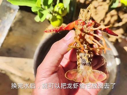 给龙虾繁殖缸换水,顺便补充点营养#农村萌宠 #神奇动物在抖音 #我的养殖生活 #饲养员日常 #生活小乐趣