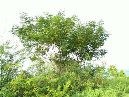 楝树别名“苦楝”,浑身是宝,它的神奇传说却很少人知道