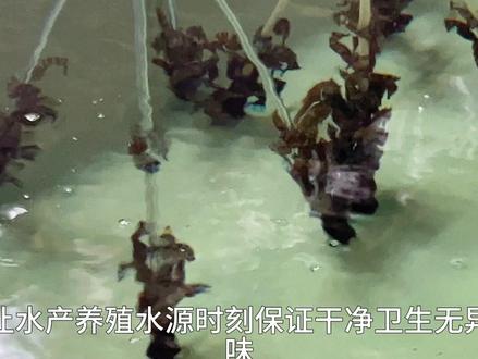 海马养殖苛刻的水源环境需求,紫外线灯杀菌消毒后能轻松达到,很好的消除水源中细菌病毒。#水产养殖 #海马养殖 #南美白对虾 #紫外线灯 #广东星普