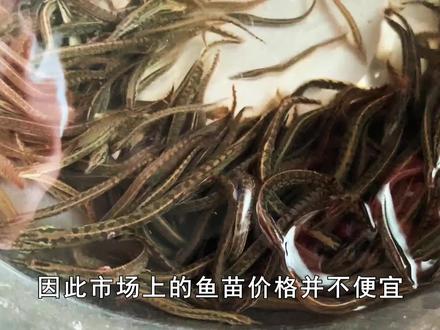 农村沟渠中常见的刀鳅鱼,市场卖80元一斤,为何却很少人愿意养?(三) #农村 #刀鳅鱼 #鱼 #科普