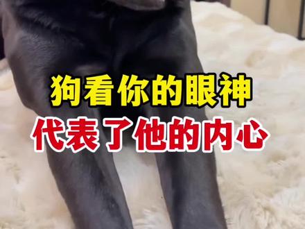 狗狗看你的眼神代表了他的内心#狗狗#新手养狗#养狗知识分享#养狗经验分享#养狗人