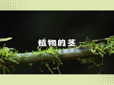 植物的生命之柱:茎#植物科普 #神奇的植物 #花卉植物