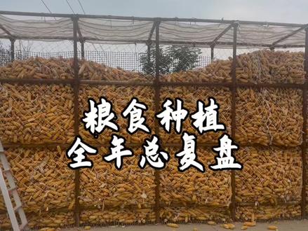 你们的小麦出苗了吗?今天来大体回顾一下今年的种植过程。种地是需要研究细节的!#新农人计划2023 #支持三农扶持三农发展 #抖音助农 #大学生返乡创业 #振兴乡村