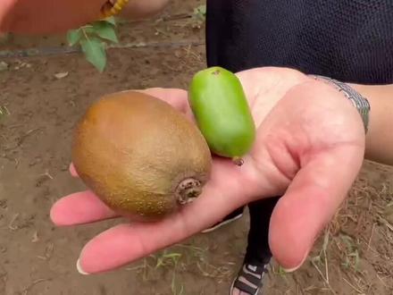 软枣猕猴桃是猕猴桃吗#新农人计划2023 #三农 #猕猴桃 #科普一下