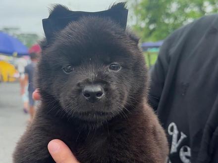 田园犬的发源地。#五黑犬 #五红犬 #四眼铁包金 #黄狗白面 #土松