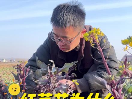 红菜苔为什么抽苔多?抽苔猛?#关注我一起学种菜 #我的小菜园 #种植小技巧 #蔬菜种植 #我爱种菜