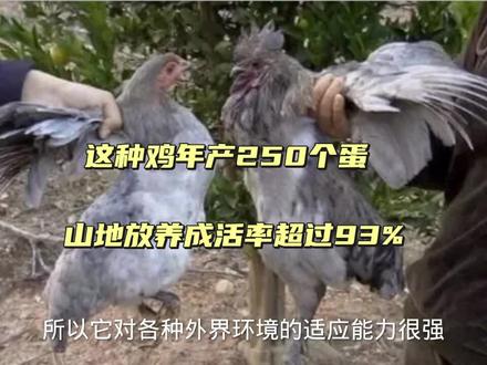 这种“升级版”五灰鸡年产蛋250个,山地放养成活率超过93%,具有很好的药用价值#家禽养殖 #农村创业养殖 #每天分享养殖小知识 #养殖人加油 #农村散养土鸡