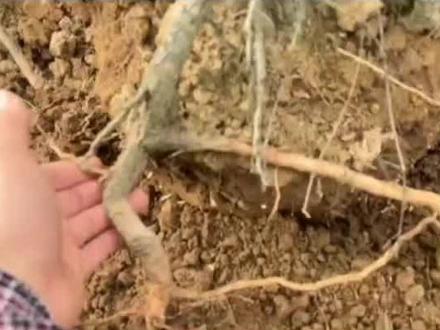 松树移栽,这样操作成活率高