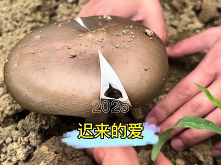 2025年的第一批鸡枞来了,收入全靠捡,看看今天我们能日入多少#捡菌子 #鸡枞 #大自然的馈赠 #农村生活 #瓜子二手车