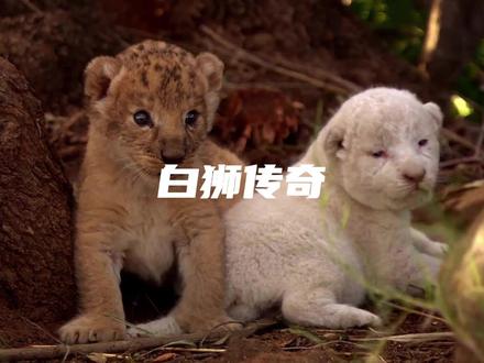 成王之路完整版 #动物世界 #纪录片 #野生动物零距离 #动物解说