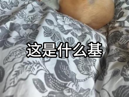 感受一下柯基基因的强大 #动物科普 #柯基 #热点