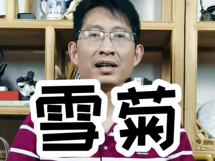 376期:雪菊 #茶 #茶文化 #涨知识