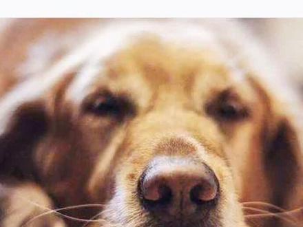 狗狗鼻头褪色干裂是什么原因?@抖音小助手 #宠物医生汤爸