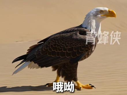 一世“鹰”名,毁于伊“蛋” #AI动物世界