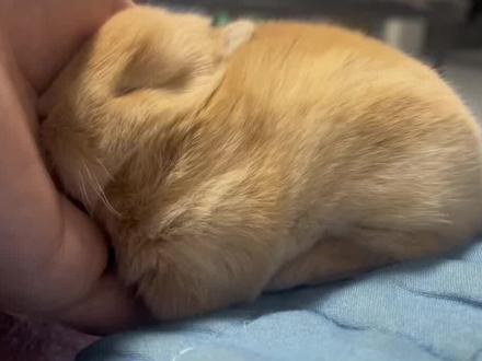 新养的兔兔要不要做球虫预防?有不对的地方请网友兔友在朋友圈予以改正!非常感谢!#兔子 #萌宠 #兔兔 #兔 #兔叽兔叽