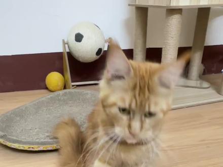 萝卜纸巾猫,猫咪分辨物品,保姆级教学 #万物可爱计划 #萌宠认物挑战 #养猫进阶指南 #萝卜纸巾 #我和它的365件小事