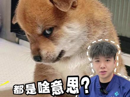 狗语十级教学,你都能听懂吗? #狗语大全 #新手养狗 #养狗经验分享 #小狗日记 #万物可爱计划