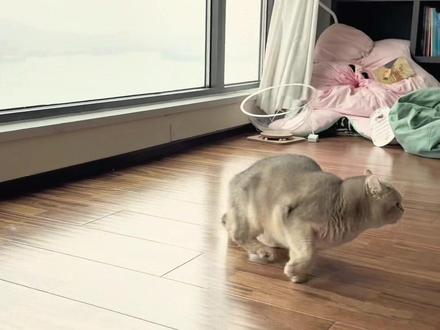 🐱:妈妈,天上吊下来个人。(四腿快跑啊💨)#宠物vlog #萌宠日常记录 #这猫一看就是练家子 #蓝金渐层 #萌宠