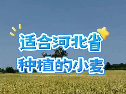 适合河北省种植的小麦品种!#老百姓关心的话题 #关注三农服务百姓