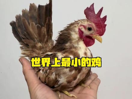 不舍得吃的鸡蛋,那就放进孵化箱,让它变成更多的小鸡 #孵化小鸡#世界上最小的鸡#塞拉玛观赏鸡#万物皆可种草搜