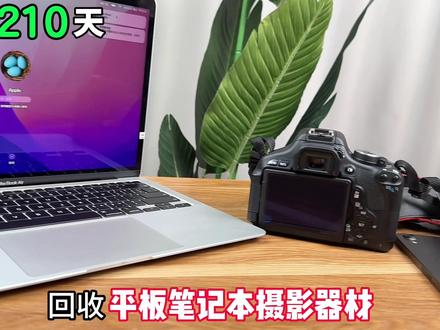 半年前网友让我种的桑葚,终于长成大树啦!#种桑葚 #转转app #阳台盆栽 #种水果 #种植的乐趣