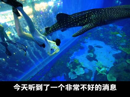 Fu建鲨鱼馆事Jian解析,告诫我们一定的遵守潜水规则! #潜水 #科普 #2020秋游记