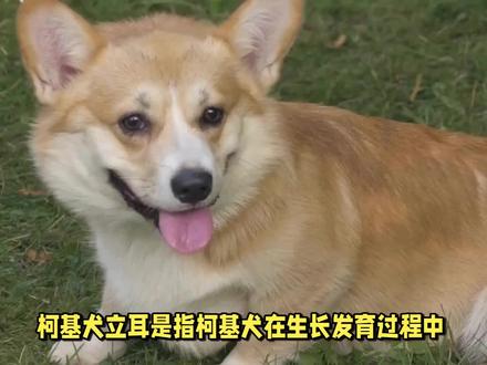 柯基犬为什么会有立耳?有哪些注意事项?#狗 #狗狗 #柯基犬#内容启发搜索 #佩特汪