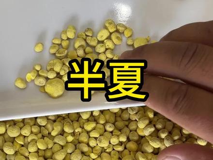 生半夏、清半夏、姜半夏、法半夏,这几种半夏,你知道有什么区别吗?#半夏 #姜半夏 #法半夏