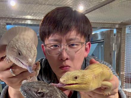 提问:一只不会开伞的伞蜥应该叫什么?#万物可爱计划 #欢迎来到它的秋秋空间