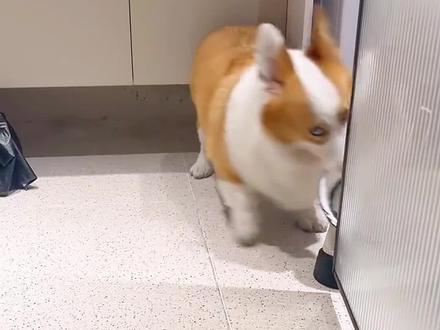 柯基的基因也太强大了#柯基串