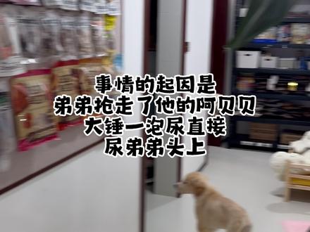 震惊!侦探妈妈秒破案,原因竟是孩子的一个表情! #拉布拉多 #狗 #狗子成精了 #萌宠出道计划 #大锤不是80