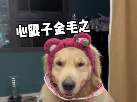 金毛这么可爱到底有谁在养#金毛 #狗狗的心思都写在脸上了 #狗狗的日常 #狗狗成精了