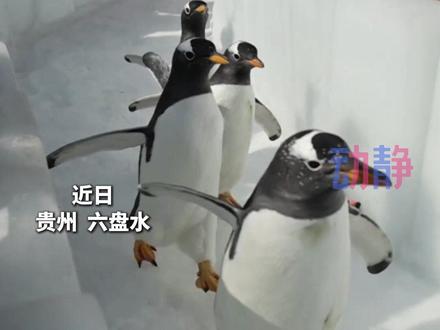 六盘水可以追企鹅了!快来梅花山邂逅极地萌物,为期一个月。 #烟火人间爽居畅游