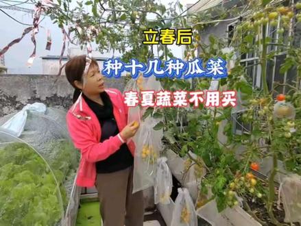 立春后楼顶种菜,十几种瓜菜现在种,春夏季吃不完 #楼顶菜园
