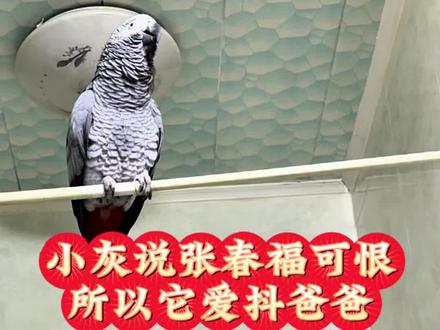 #鹦鹉🦜 小灰说张春福可恨所以它爱抖爸爸