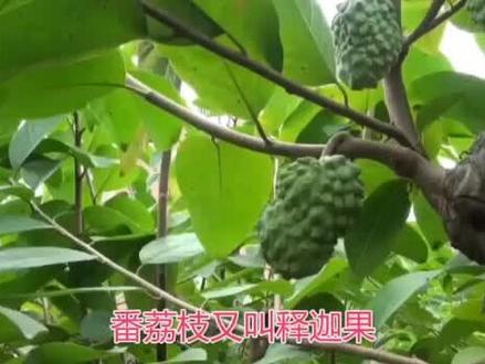 🎉福建释迦果超级甜,营养丰富#农业 #科普 #水果