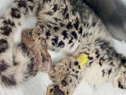 高原动物“急诊室” | 雪豹“凌小蛰”康复实录, 从奄奄一息到自主采食的奇迹
#雪豹 #凌小蛰 #高原上的神奇动物们 #雪豹之都