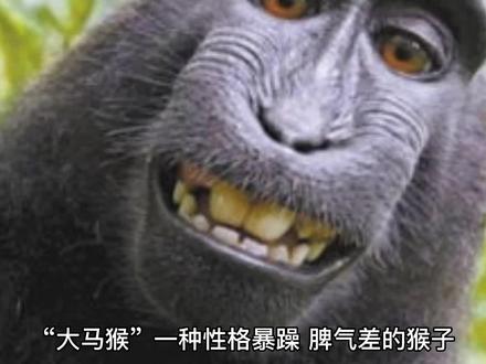 好女不嫁大马猴 #涨知识 #科普一下 #动物 #爆笑 #冷知识 #奇葩