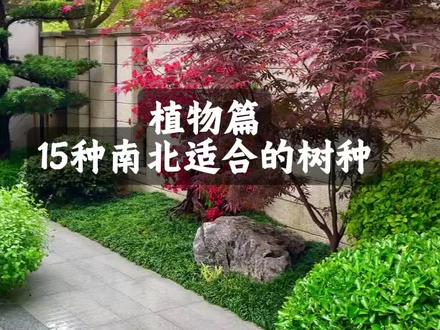 分享15种适合南北方树种