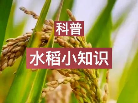 #上热门 #水稻 #水稻种植 #抖音助农 籼稻 粳稻