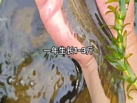 土鲶鱼,又叫河鲶,小口鲶,各地河流,湖泊常见的鱼类,以小鱼虾,螺类为食,一年生长1-3斤,最大能长15斤,刺少肉嫩,味道鲜美,适应性强,病害少,养殖简单,能过冬,各地水域都适宜养殖。#三农 #养殖 #农村生活 #乡村守护人 #户外