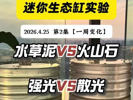 迷你生态鱼缸实验第二周,爆藻了!第七天操作:换水三分之一,放入一只苹果螺+2只黑壳虾#迷你生态鱼缸实验#无过滤不打氧生态鱼缸#养鱼日记#新手养鱼