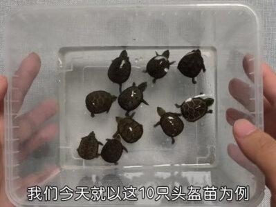乌龟怎么寄快递?#蛋龟 #乌龟 #养龟人 #养龟日常 #养龟日记