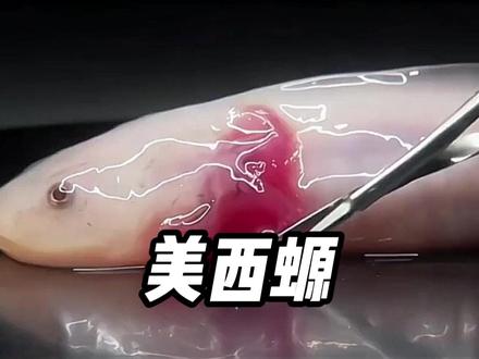 美西螈的泣诉:不该被觊觎的再生之力