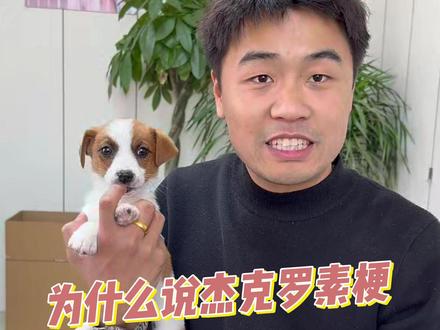 为什么说杰克罗素梗最适合男孩子养??看完你就明白了!! #杰克罗素梗#淄博杰克罗素梗#淄博宠物#淄博苹果家宠物靠谱吗#淄博去哪买宠物狗