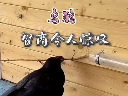#上热门 这乌鸦的聪明程度 👍👍👍